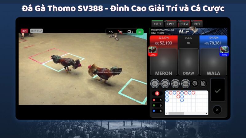 Tìm hiểu về đá gà thomo sv388